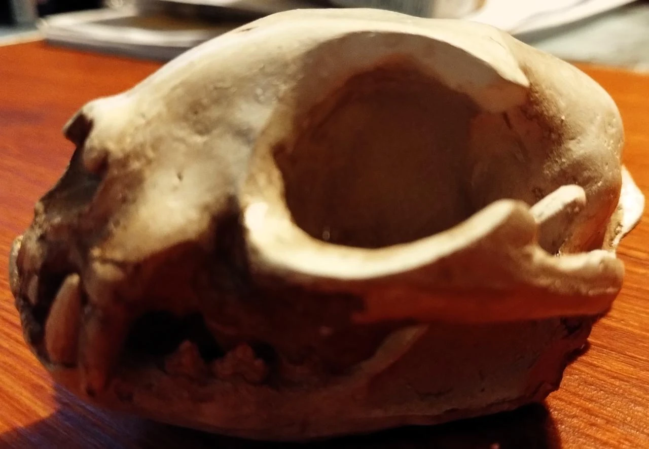Caveira Gato Decorativa Cranio Skull – photo 6